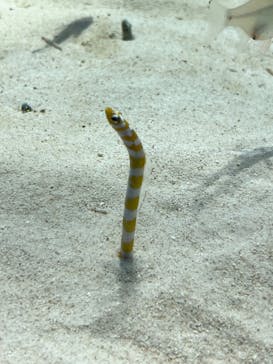 アクアワールド茨城県大洗水族館に投稿された画像（2024/9/21）