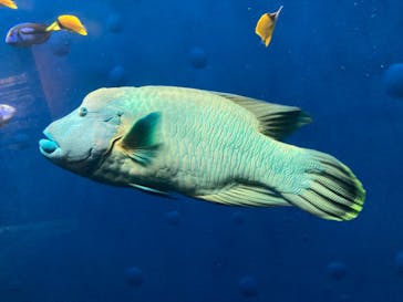 環境水族館アクアマリンふくしまに投稿された画像（2024/9/21）