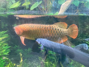 環境水族館アクアマリンふくしまに投稿された画像（2024/9/21）