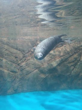 しながわ水族館に投稿された画像（2024/9/21）