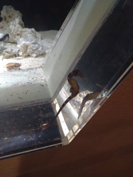 しながわ水族館に投稿された画像（2024/9/21）