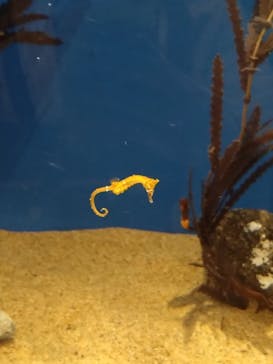 しながわ水族館に投稿された画像（2024/9/21）