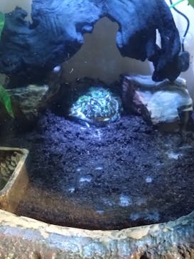 しながわ水族館に投稿された画像（2024/9/21）