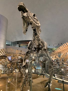 福井県立恐竜博物館に投稿された画像（2024/9/21）