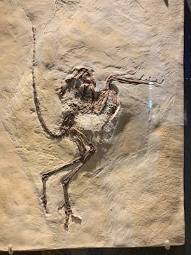 福井県立恐竜博物館に投稿された画像（2024/9/21）