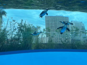 サンシャイン水族館に投稿された画像（2024/9/21）
