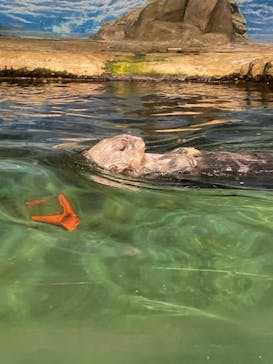マリンワールド海の中道に投稿された画像（2024/9/21）