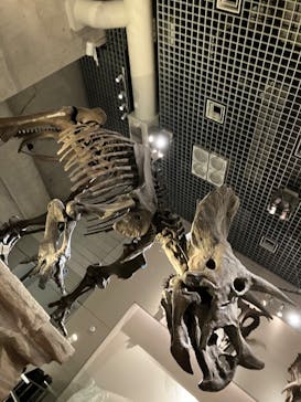 国立科学博物館に投稿された画像（2024/9/21）