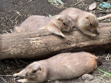 恩賜上野動物園に投稿された画像（2024/9/21）