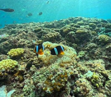 武藤潜水に投稿された画像（2024/9/21）