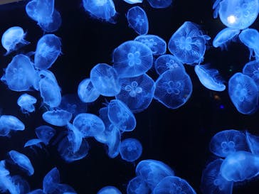 横浜・八景島シーパラダイスに投稿された画像（2024/9/21）