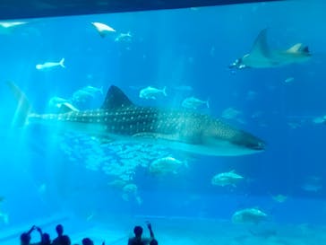 沖縄美ら海水族館に投稿された画像（2024/9/21）