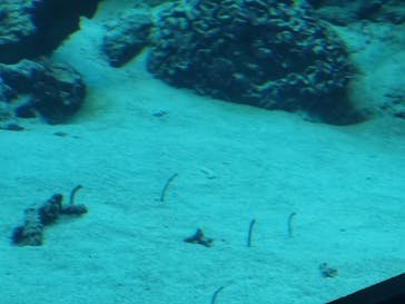 沖縄美ら海水族館に投稿された画像（2024/9/21）