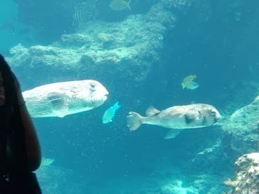 沖縄美ら海水族館に投稿された画像（2024/9/21）