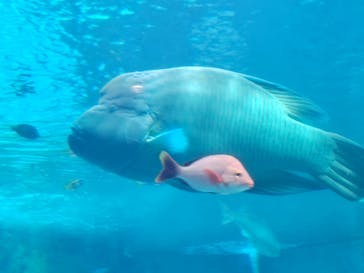 沖縄美ら海水族館に投稿された画像（2024/9/21）