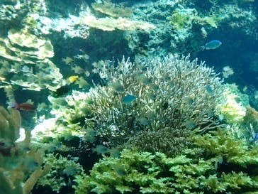 沖縄美ら海水族館に投稿された画像（2024/9/21）