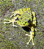 奄美ナイトガイドサービスに投稿された画像（2024/9/21）