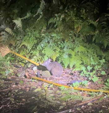 奄美ナイトガイドサービスに投稿された画像（2024/9/21）