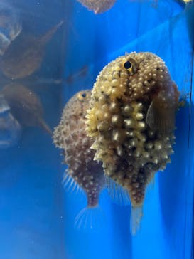 越前松島水族館に投稿された画像（2024/9/21）