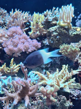 マクセル アクアパーク品川に投稿された画像（2024/9/21）