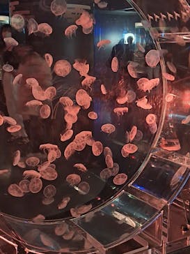 マクセル アクアパーク品川に投稿された画像（2024/9/21）