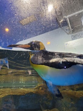 マクセル アクアパーク品川に投稿された画像（2024/9/21）