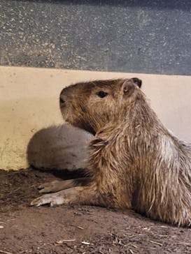 マクセル アクアパーク品川に投稿された画像（2024/9/21）