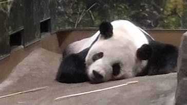 恩賜上野動物園に投稿された画像（2024/9/21）