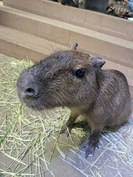 カワスイ 川崎⽔族館に投稿された画像（2024/9/21）