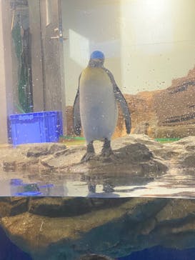 マクセル アクアパーク品川に投稿された画像（2024/9/21）