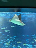 サンシャイン水族館に投稿された画像（2024/9/21）