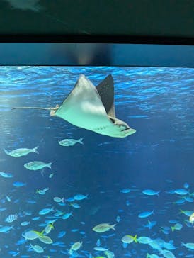 サンシャイン水族館に投稿された画像（2024/9/21）