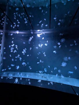 サンシャイン水族館に投稿された画像（2024/9/21）