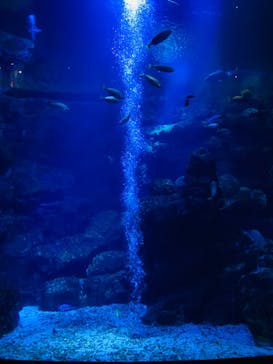 京都水族館に投稿された画像（2024/9/21）