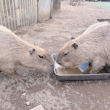 伊豆シャボテン動物公園に投稿された画像（2024/9/21）