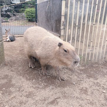 伊豆シャボテン動物公園に投稿された画像（2024/9/21）