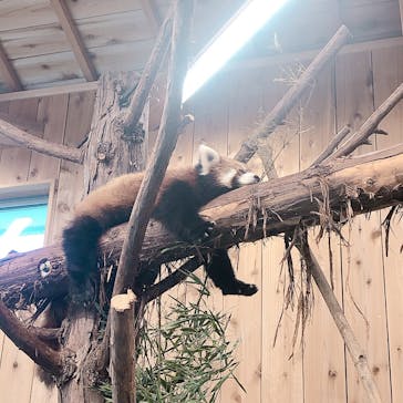 伊豆シャボテン動物公園に投稿された画像（2024/9/21）