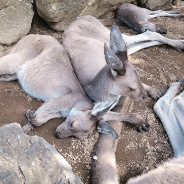 伊豆シャボテン動物公園に投稿された画像（2024/9/21）