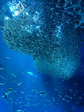 アクアワールド茨城県大洗水族館に投稿された画像（2024/9/21）