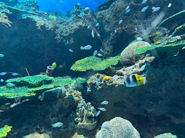 アクアワールド茨城県大洗水族館に投稿された画像（2024/9/21）