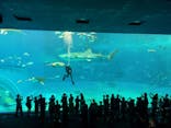 沖縄美ら海水族館に投稿された画像（2024/9/21）
