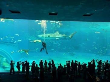 沖縄美ら海水族館に投稿された画像（2024/9/21）