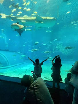 沖縄美ら海水族館に投稿された画像（2024/9/21）