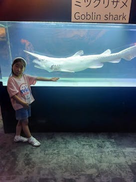 沖縄美ら海水族館に投稿された画像（2024/9/21）