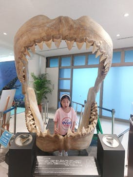 沖縄美ら海水族館に投稿された画像（2024/9/21）