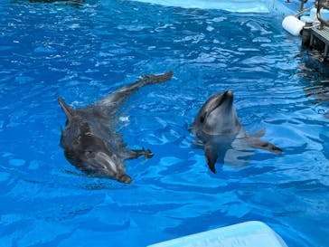 名古屋港水族館に投稿された画像（2024/9/21）