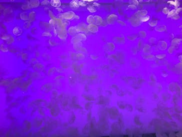 アクアワールド茨城県大洗水族館に投稿された画像（2024/9/21）