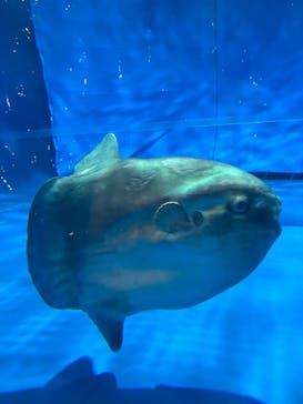 アクアワールド茨城県大洗水族館に投稿された画像（2024/9/21）