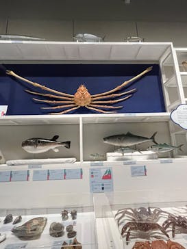 和食～日本の自然、人々の知恵～（東北歴史博物館）に投稿された画像（2024/9/21）