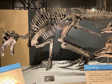 福井県立恐竜博物館に投稿された画像（2024/9/21）